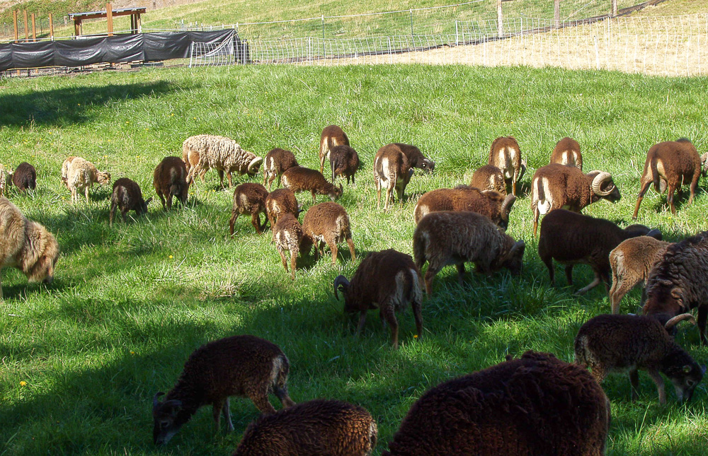 Rams in an open pasture